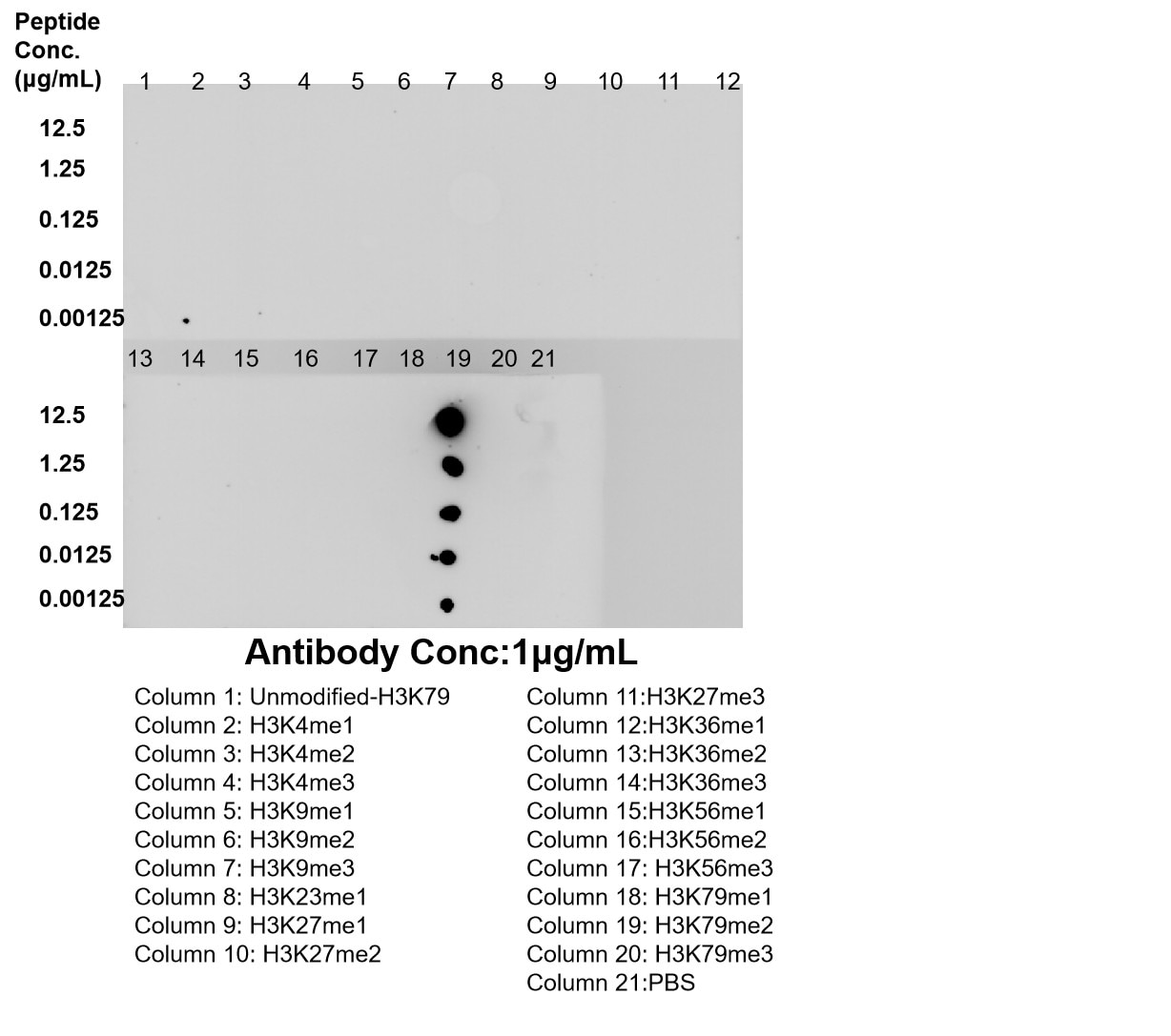 Dot Blot experiment of / using Di-Methyl-Histone H3 (Lys79) Recombinant monoclona (86734-1-RR)